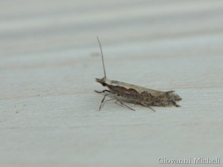 Le  falene alla mia lampad...ina